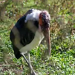 אתר קמפינג Haennilaensalmi 3*